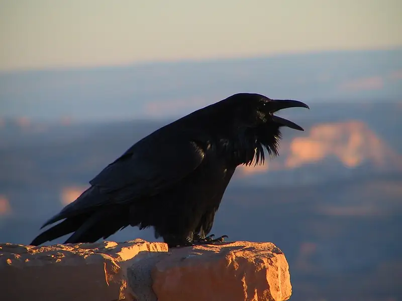A common raven perched on a rock at Bryce Canyon, showing its heavy bill in profile.