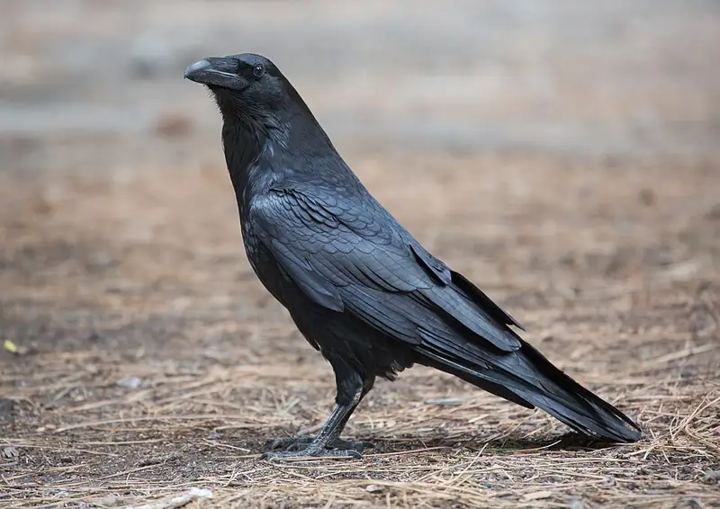 A common raven perched on a rock in Yosemite, showing its heavy black bill and shaggy throat feathers.