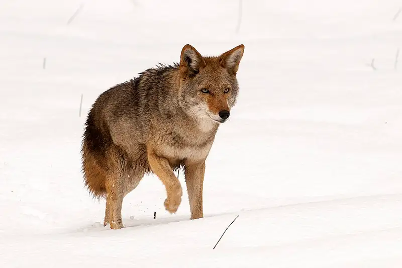 A coyote standing alert in a grassy meadow in Yosemite, ears forward and watching.