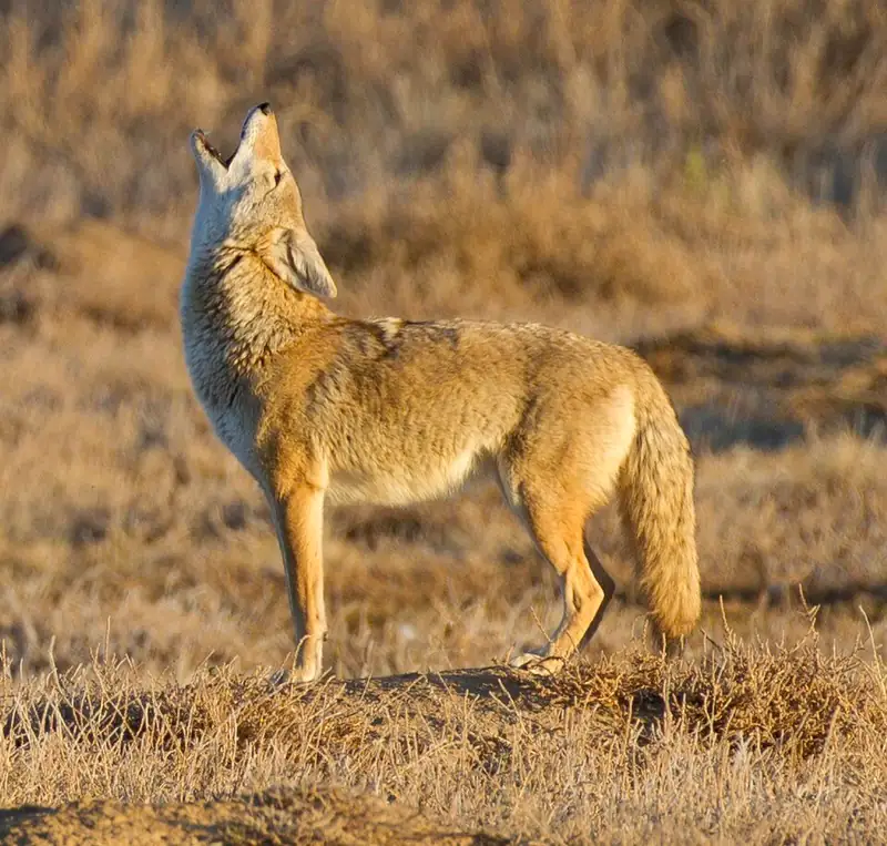 A coyote sitting in dry grass with its head tilted back, howling.