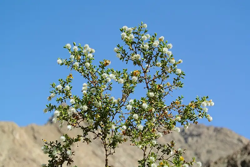 A stand of evenly spaced creosote bushes across a desert flat.