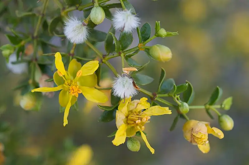 A creosote bush with small green leaves and yellow flowers spread across open desert ground.