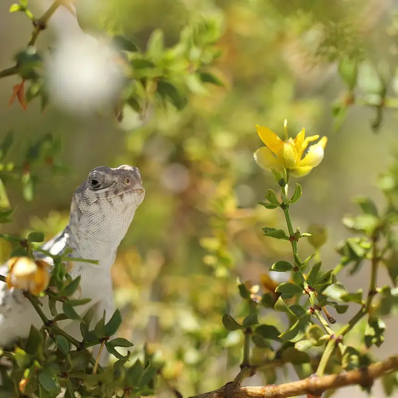 A desert iguana climbing into a creosote bush to eat its yellow blossoms.