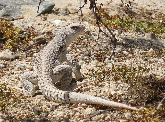 A pale tan desert iguana with a rounded snout resting on light-colored sand near cholla cactus.
