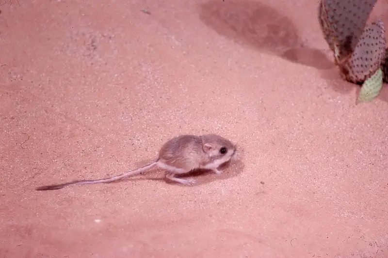 A desert kangaroo rat standing on open sand dune terrain, showing its long tail and hind legs.