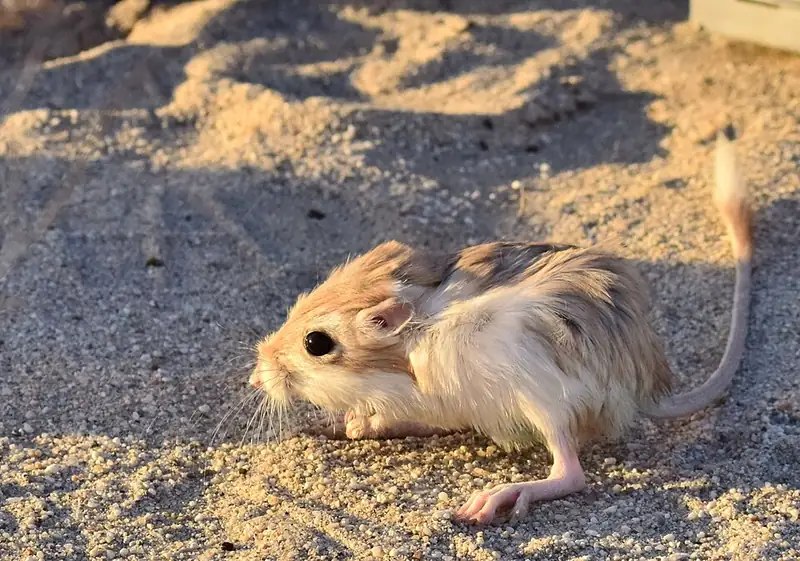 A desert kangaroo rat standing upright on sand at night, illuminated by camera flash.