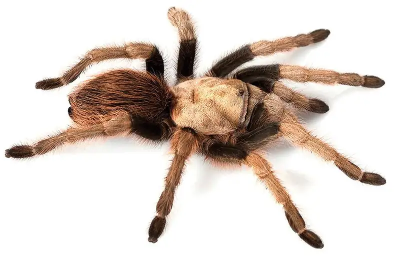 A female Aphonopelma chalcodes tarantula photographed against a plain white background, showing the pale carapace and dark legs.