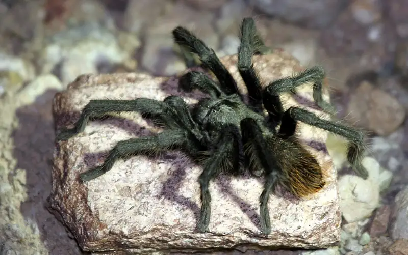 An Arizona blond tarantula with a pale tan body and dark legs standing outdoors on desert ground.