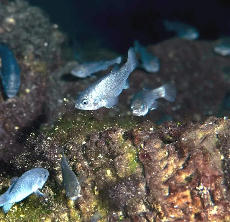 A small, deep-blue Devils Hole pupfish in water.