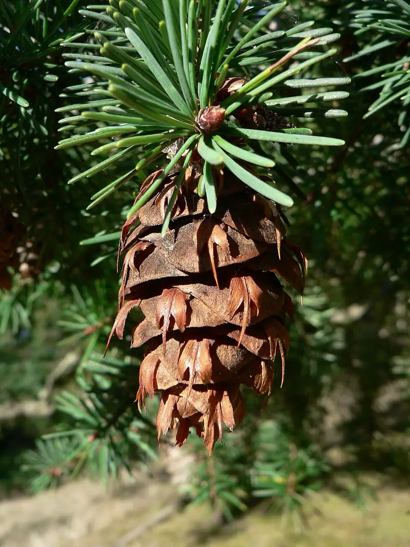 Douglas-fir foliage and a hanging cone on a branch.