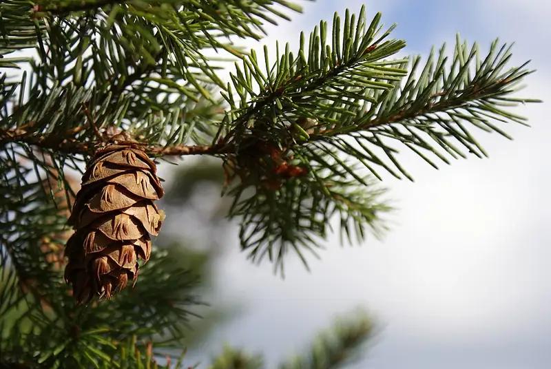 A Douglas-fir cone showing the three-pointed papery bracts sticking out between the scales.