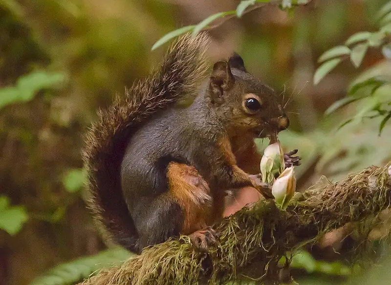 A Douglas squirrel eating a green cone it has just cut from a Douglas fir.