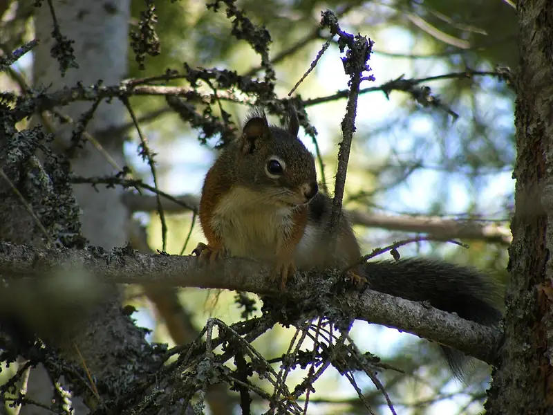 A Douglas squirrel sitting on a Douglas fir branch.