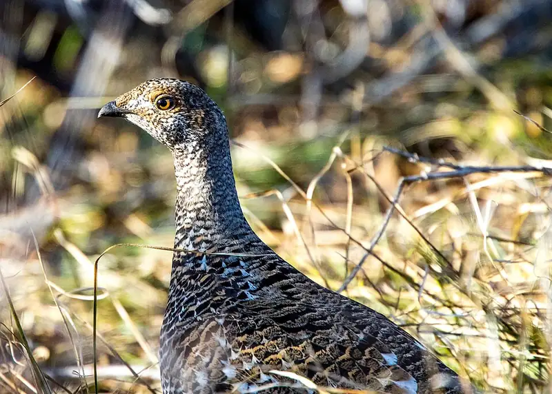 A dusky grouse in profile on the ground.