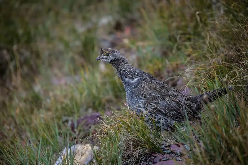 A dusky grouse standing among conifer needles and brush.