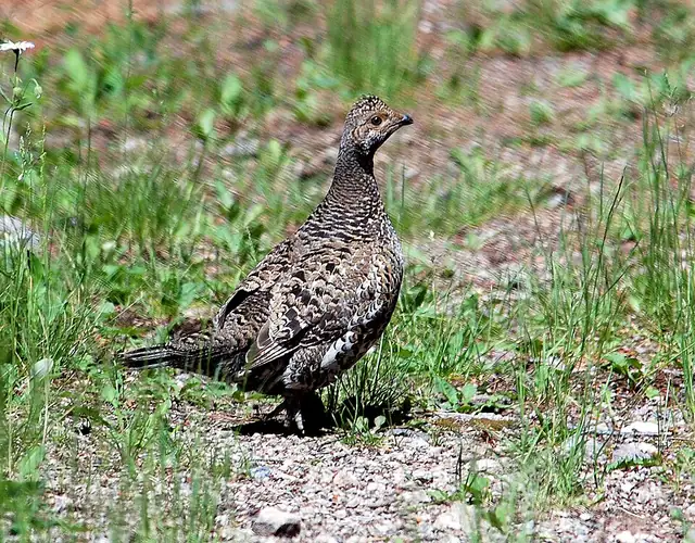 A dusky grouse standing on the ground among low sagebrush.