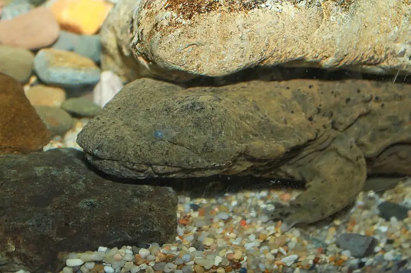 A close view of an eastern hellbender, showing its small eyes and loose, folded skin.