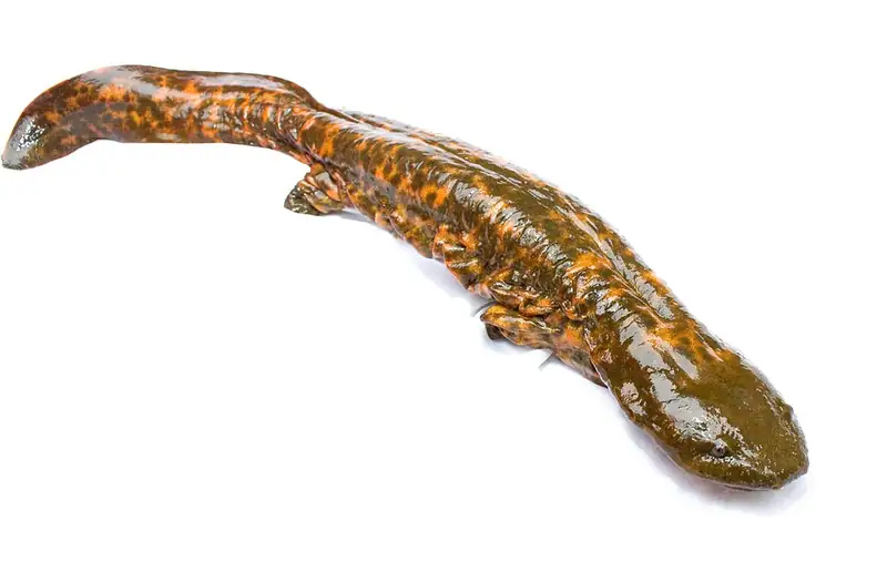 An eastern hellbender salamander, flat and wrinkly with loose folds of skin along its sides.