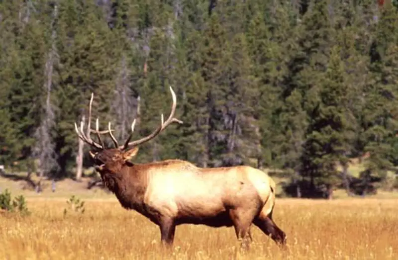 A bull elk bugling in a meadow during the fall mating season.