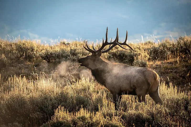 A bull elk with large branching antlers bugling with its head raised.