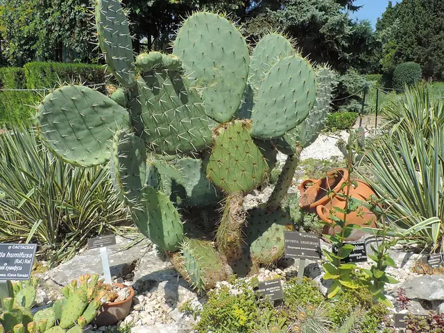 A clump of Engelmann prickly pear showing many overlapping flat, spiny pads.