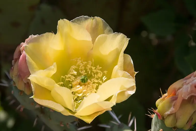 A bright yellow prickly pear flower opening at the edge of a spiny green cactus pad.