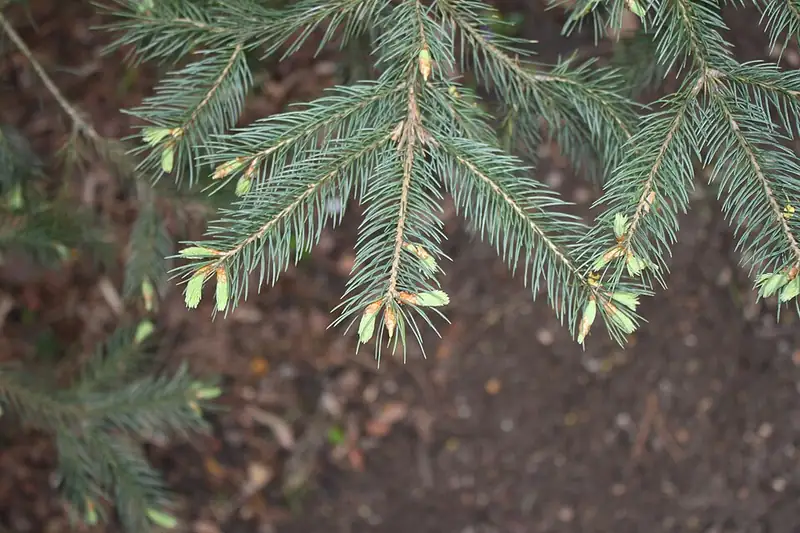 A close-up of blue-green Engelmann spruce needles radiating around a twig, with pale new growth at the tips.