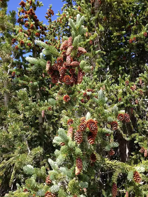 Clusters of brown, hanging cones on an Engelmann spruce branch against a blue sky near treeline.