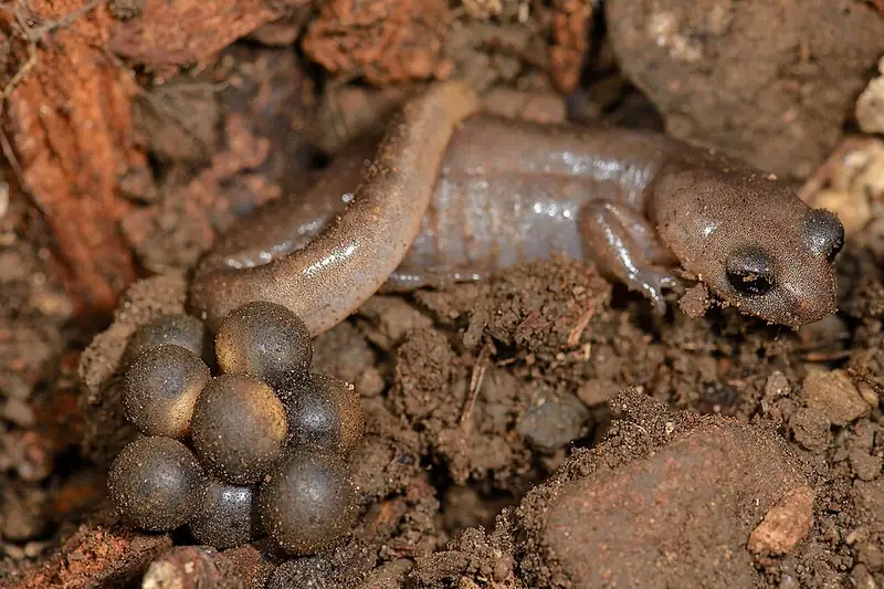 An Oregon ensatina salamander next to a small cluster of eggs under a decaying log.