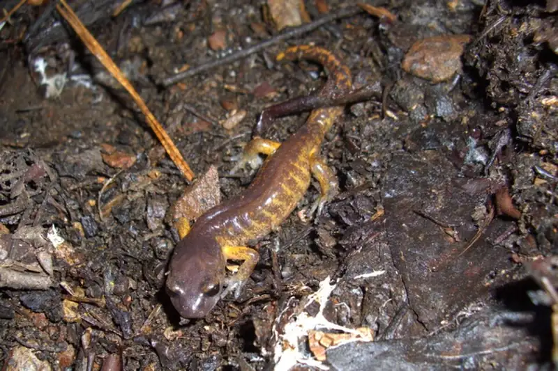 An orange-brown Oregon ensatina salamander resting on bark.