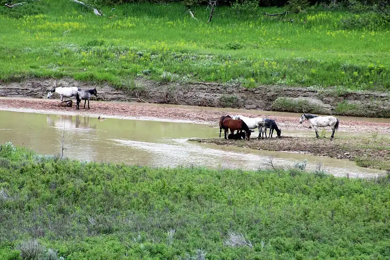 Horses standing and drinking along a muddy river bank below a green slope.