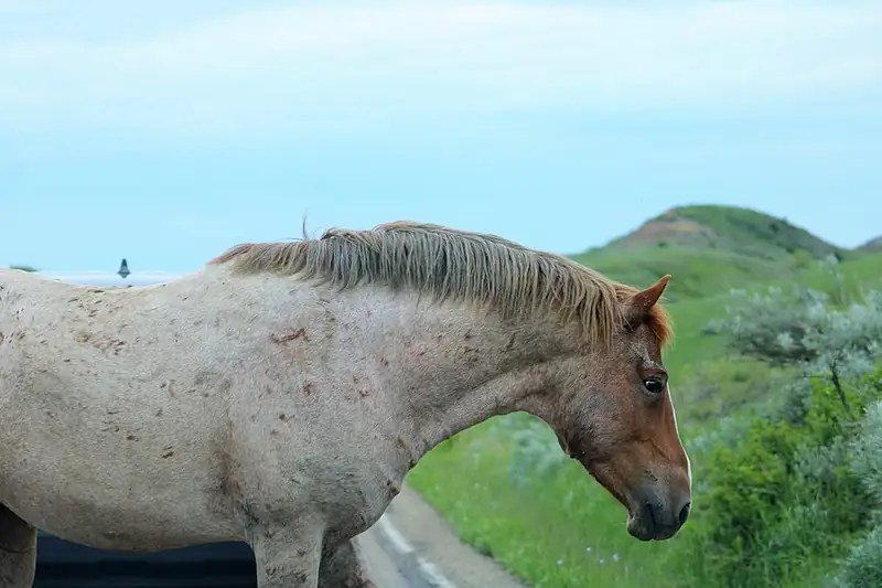 A pale roan horse with a blond mane standing beside the pavement of the park's scenic road.