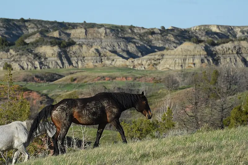 A dark bay horse walking a grass ridge with layered badlands buttes behind it in Theodore Roosevelt National Park.