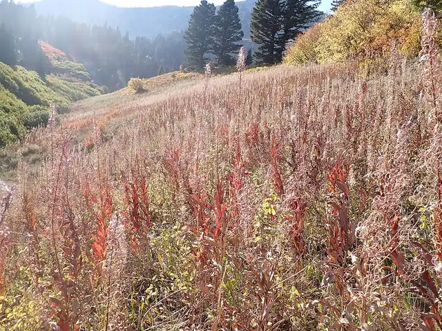 Fireweed growing on a mountain slope, its leaves beginning to turn red in fall.