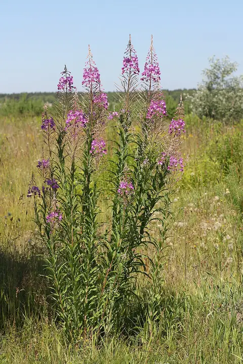 Tall pink-purple fireweed flower spikes blooming close together.