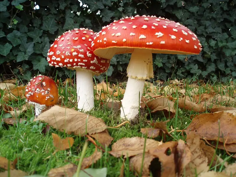 Three fly agaric mushrooms in a row at different ages, from a rounded young cap to a flat open one.