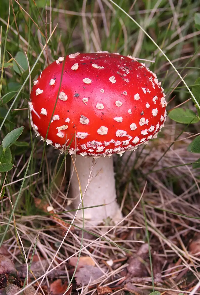 A bright red mushroom cap covered in small white flecks, on a pale stalk in a forest.
