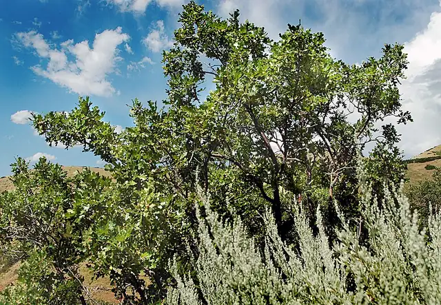 A Gambel oak shrub with green leaves growing in a thicket.