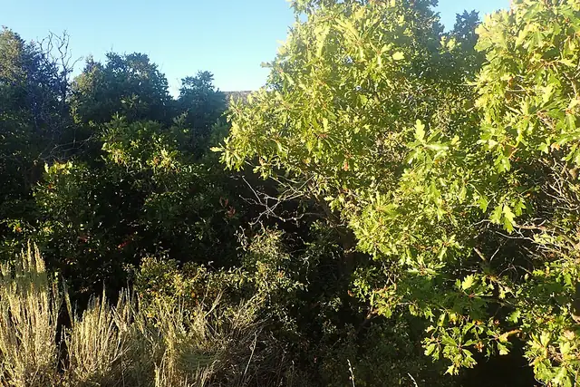 Gambel oak leaves and acorns on a shrub at the canyon rim.