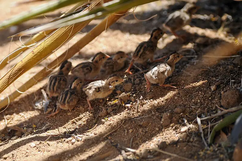 A cluster of small, fluffy Gambel's quail chicks huddled together on the ground.