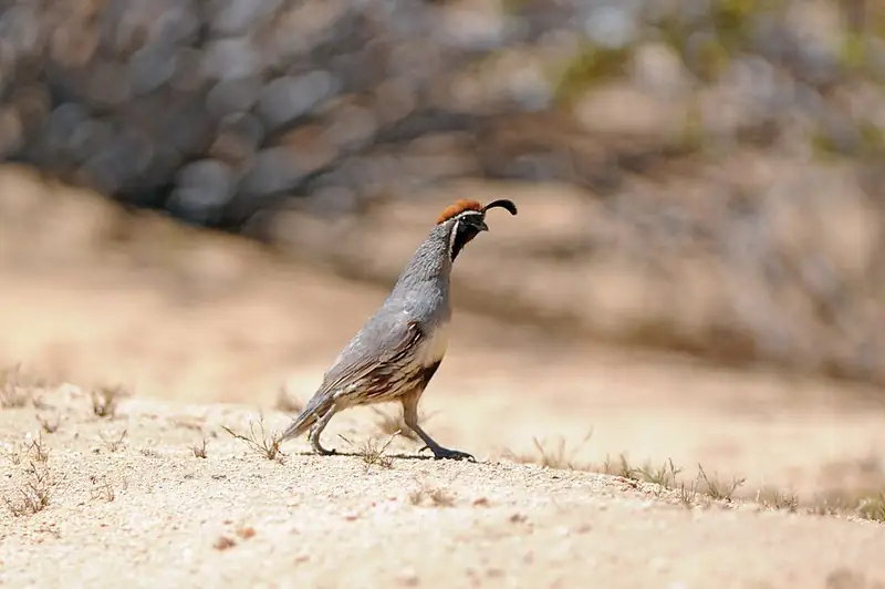 A male Gambel's quail standing on sandy ground, showing its black topknot, chestnut cap, and black face patch.