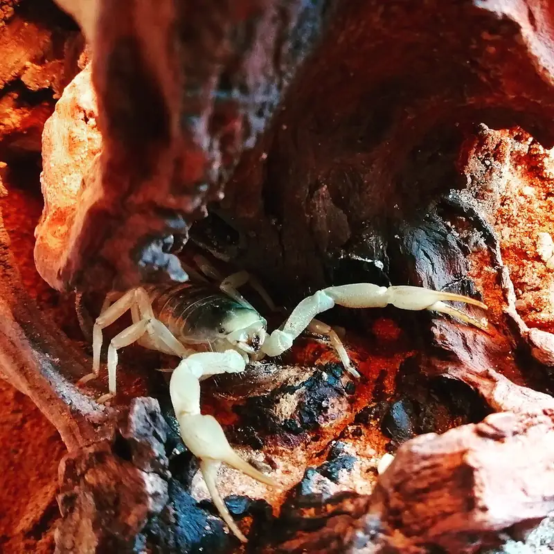 A close view of a Hadrurus arizonensis scorpion resting on a piece of root wood, showing its pincers, hairy tail, and stinger.