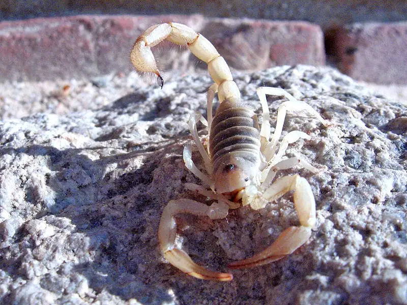 A large tan scorpion with a thick tail and hairy legs resting on sandy desert ground.