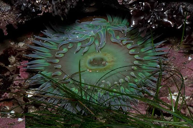 A green anemone seen from above, tentacles ringing a central mouth.