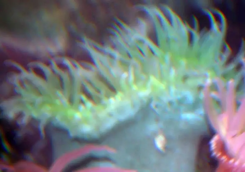 A bright green sea anemone with a full ring of tentacles open underwater in a tide pool.