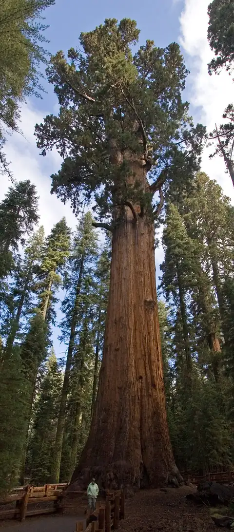 The lower trunk of the General Sherman giant sequoia, thick and reddish-brown, seen from below.