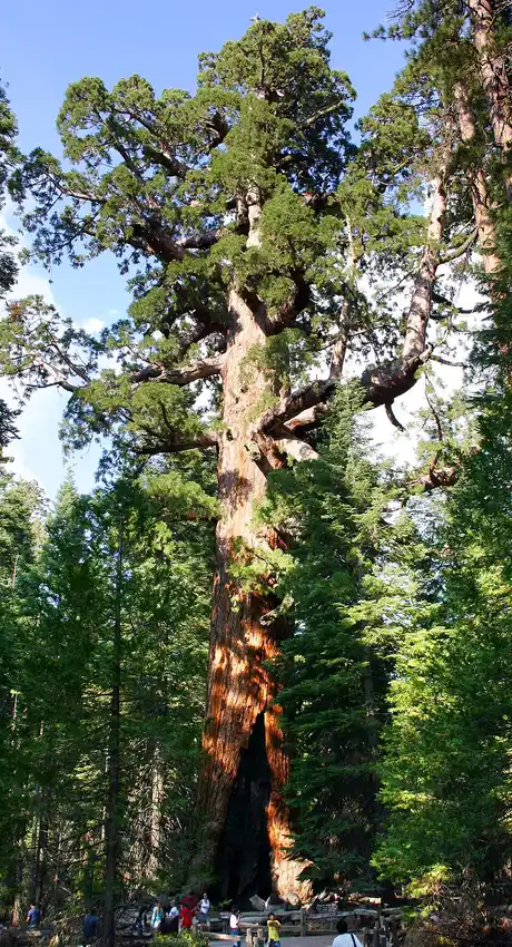 A massive giant sequoia trunk, the Grizzly Giant, with small human figures standing at its base for scale.