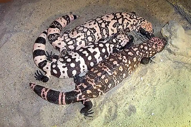 Three Gila monsters side by side, showing different black and orange patterns.