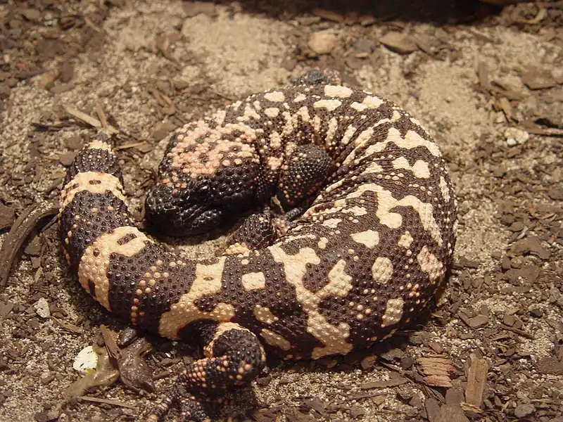 A Gila monster showing its beaded black and orange skin, seen from above.