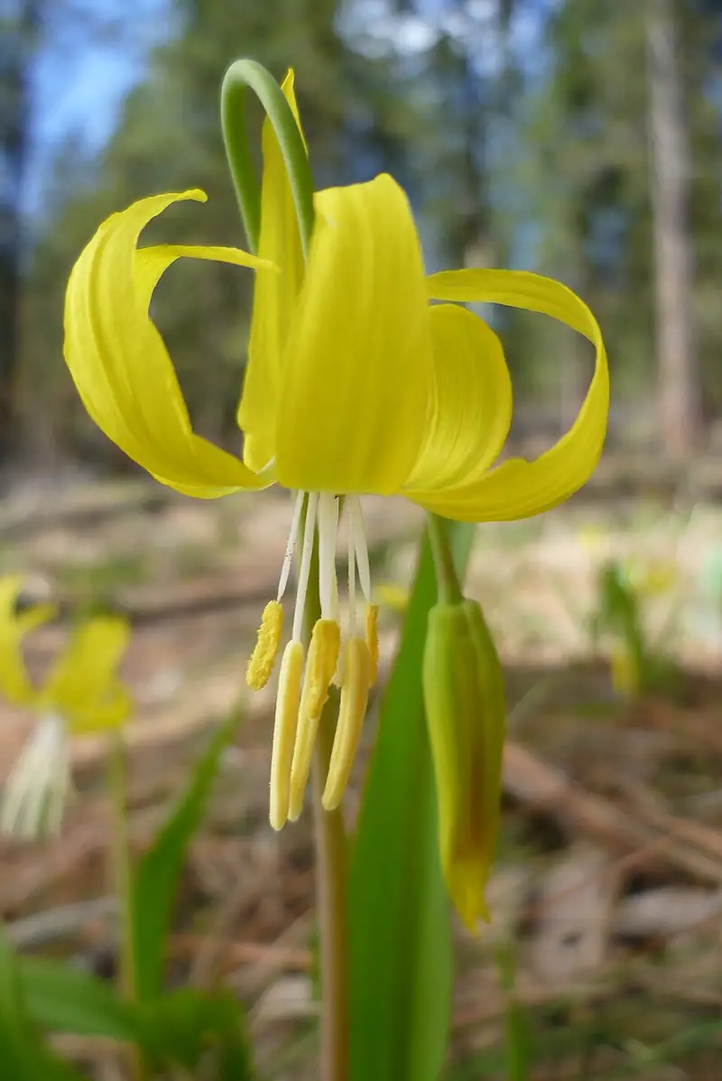 A close-up of a single glacier lily flower with curled-back yellow petals and dangling yellow anthers, forest in the background.